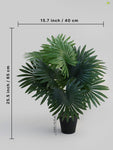 Tropical Breeze Fan Palm Plant