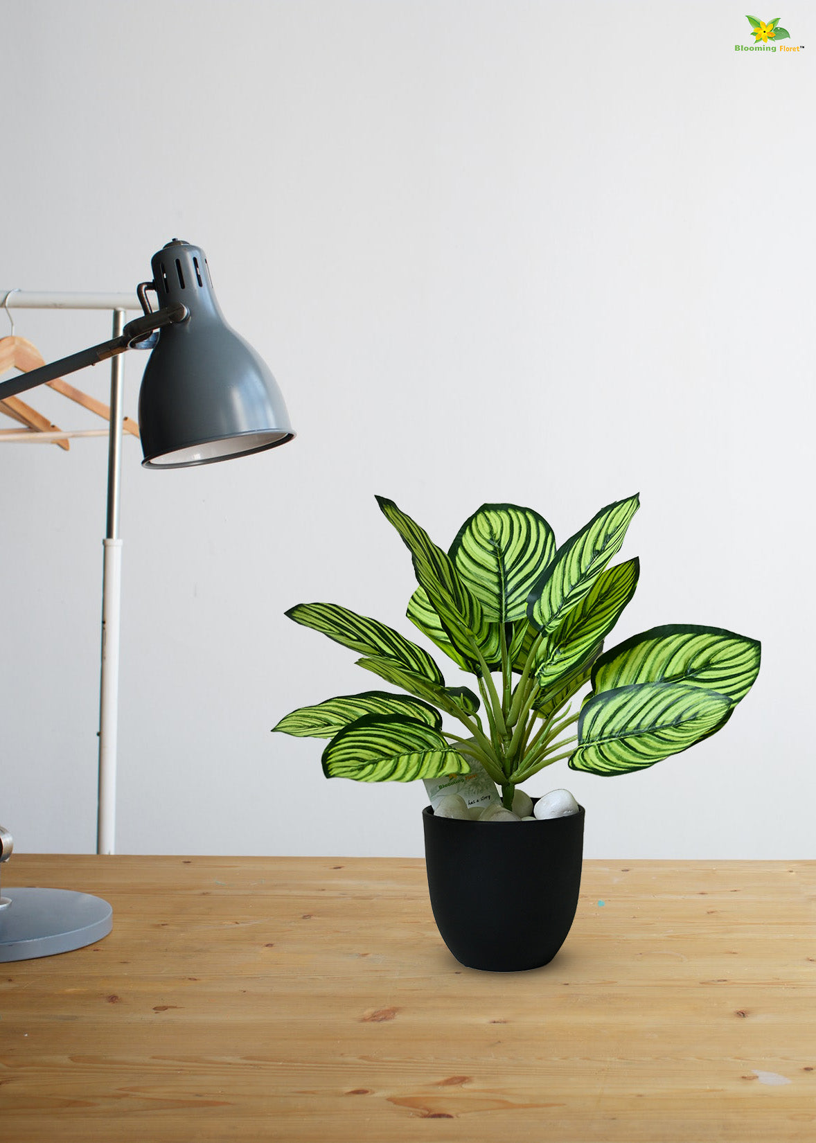 Exquisite Calathea Ornata Plant