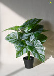 Artificial Caladium Plant for Decor | 12 Leaves with Basic Pot | 65 cm