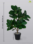 Verdant Delight Fig Plant - 68.5 cm, Real Life Leaves