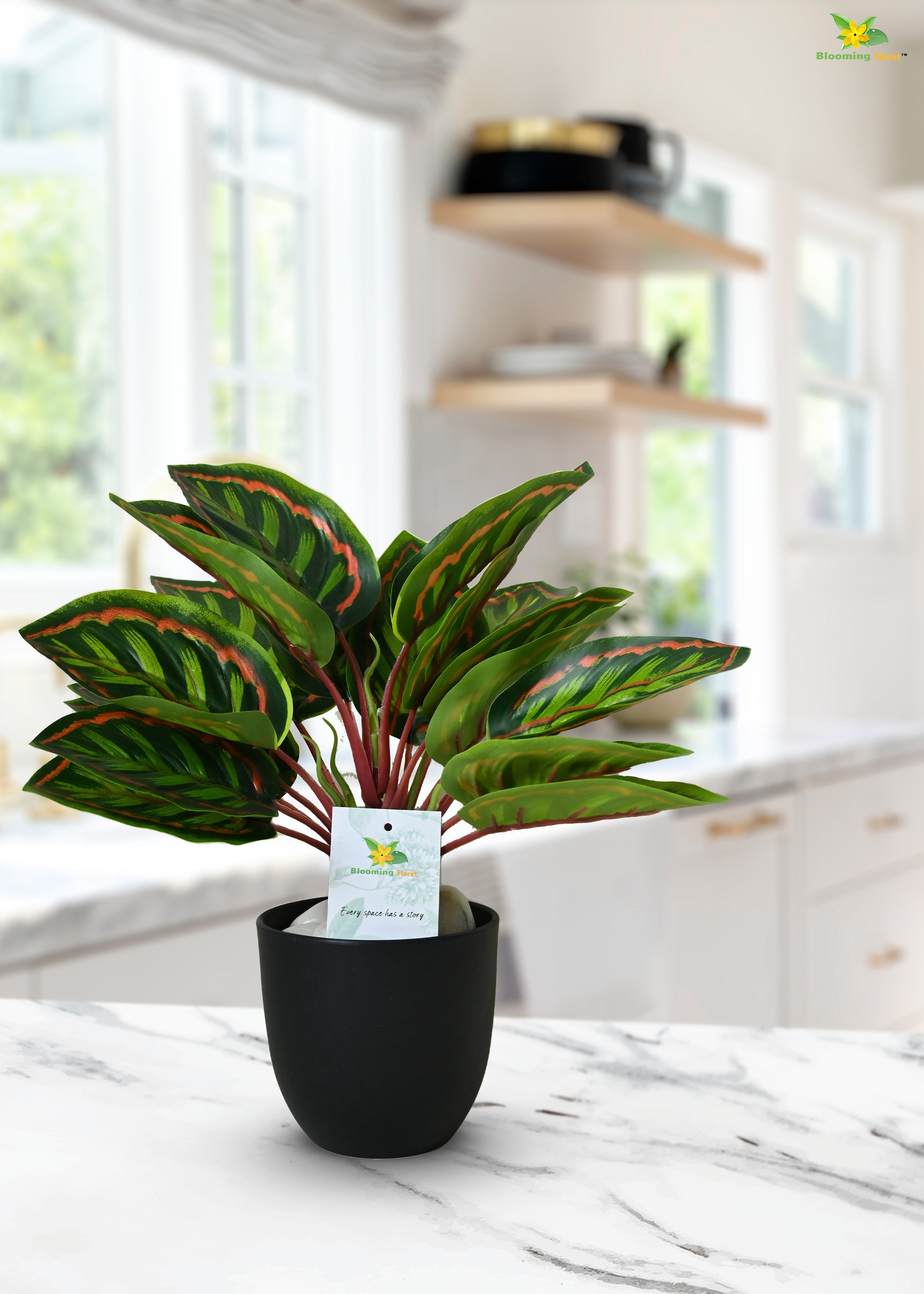 Enchantaflora Calathea Roseopicta Plant | Red Veins