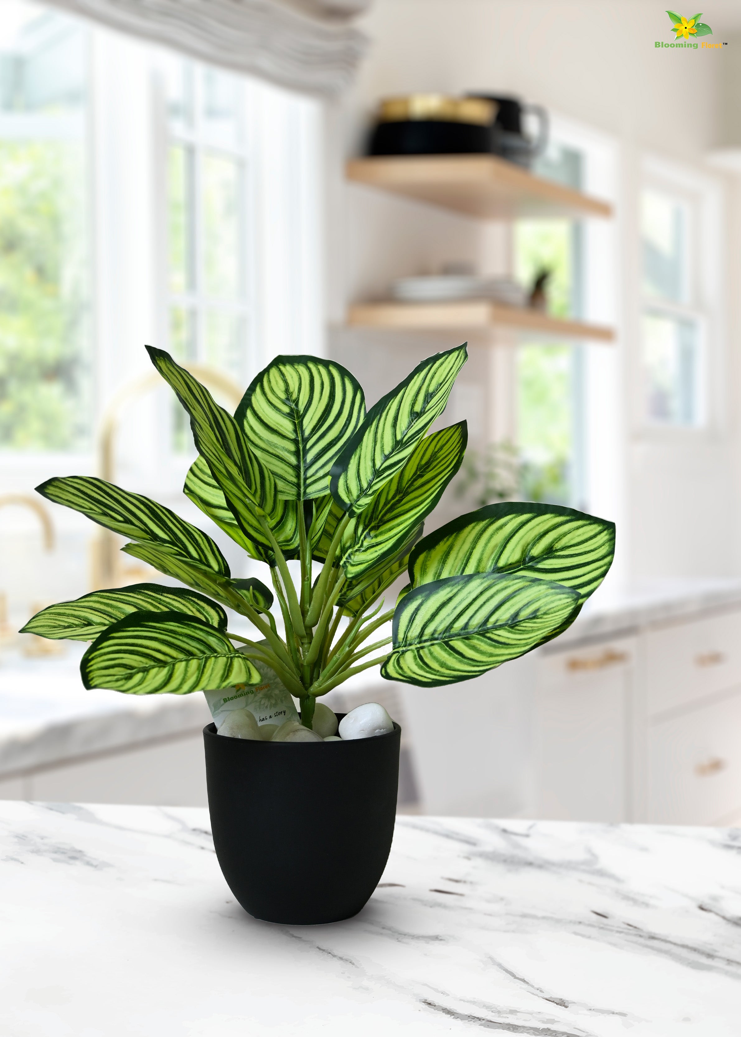 Exquisite Calathea Ornata Plant