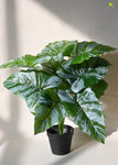 Artificial Caladium Plant for Decor | 12 Leaves with Basic Pot | 65 cm
