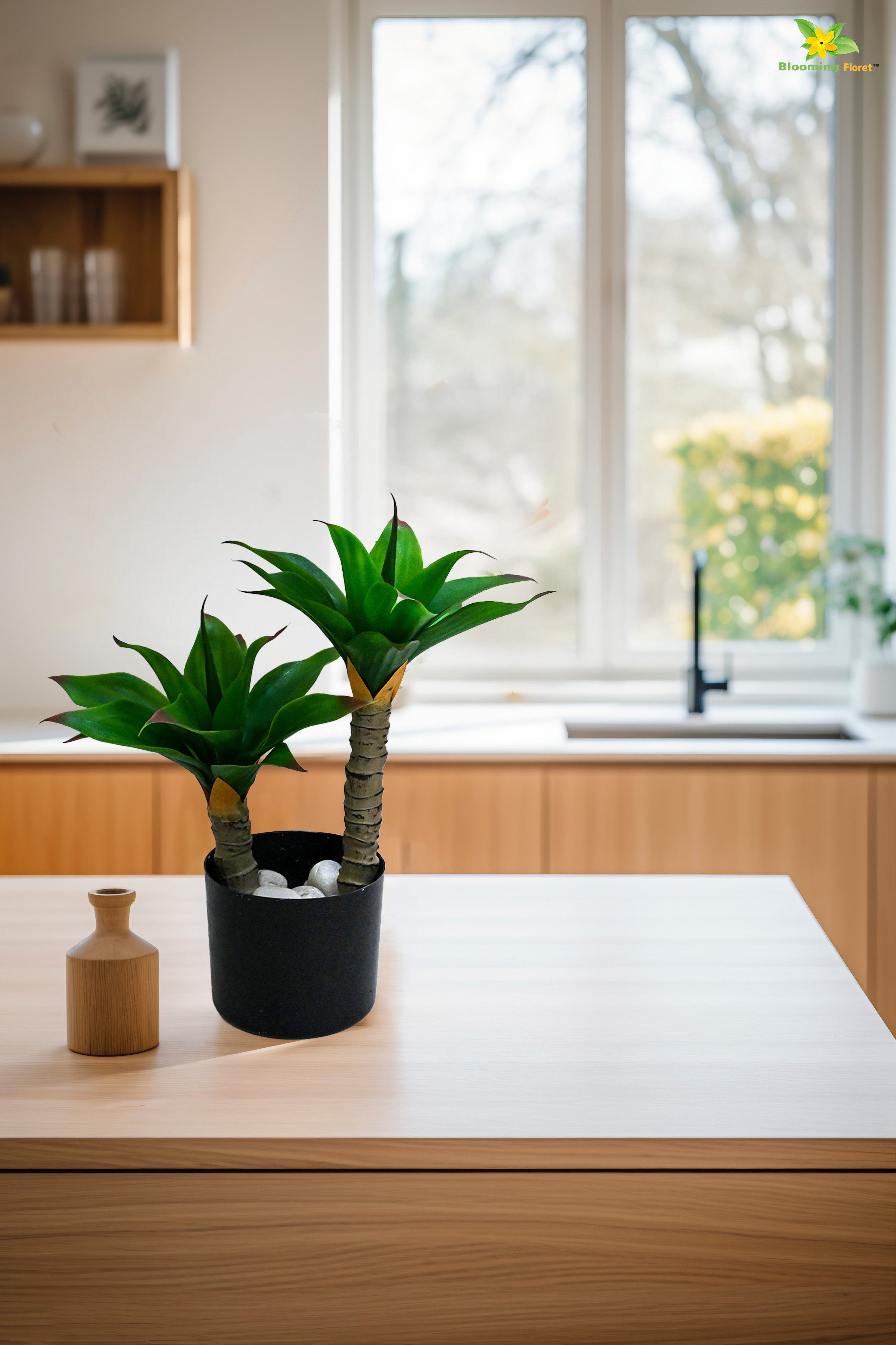 Evergreen Foxtail Agave Plant