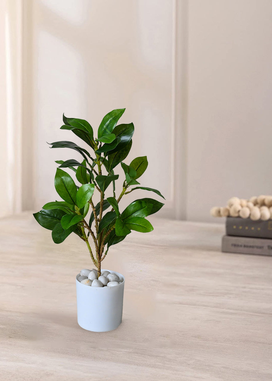 Artificial Zamioculcas Zamiifolia Plant for Decor with Basic Pot | 45.7 cm