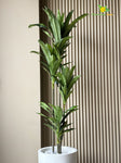 Premium Artificial Dracaena Plant | 140 cm | Green Stem Design | With Basic Pot
