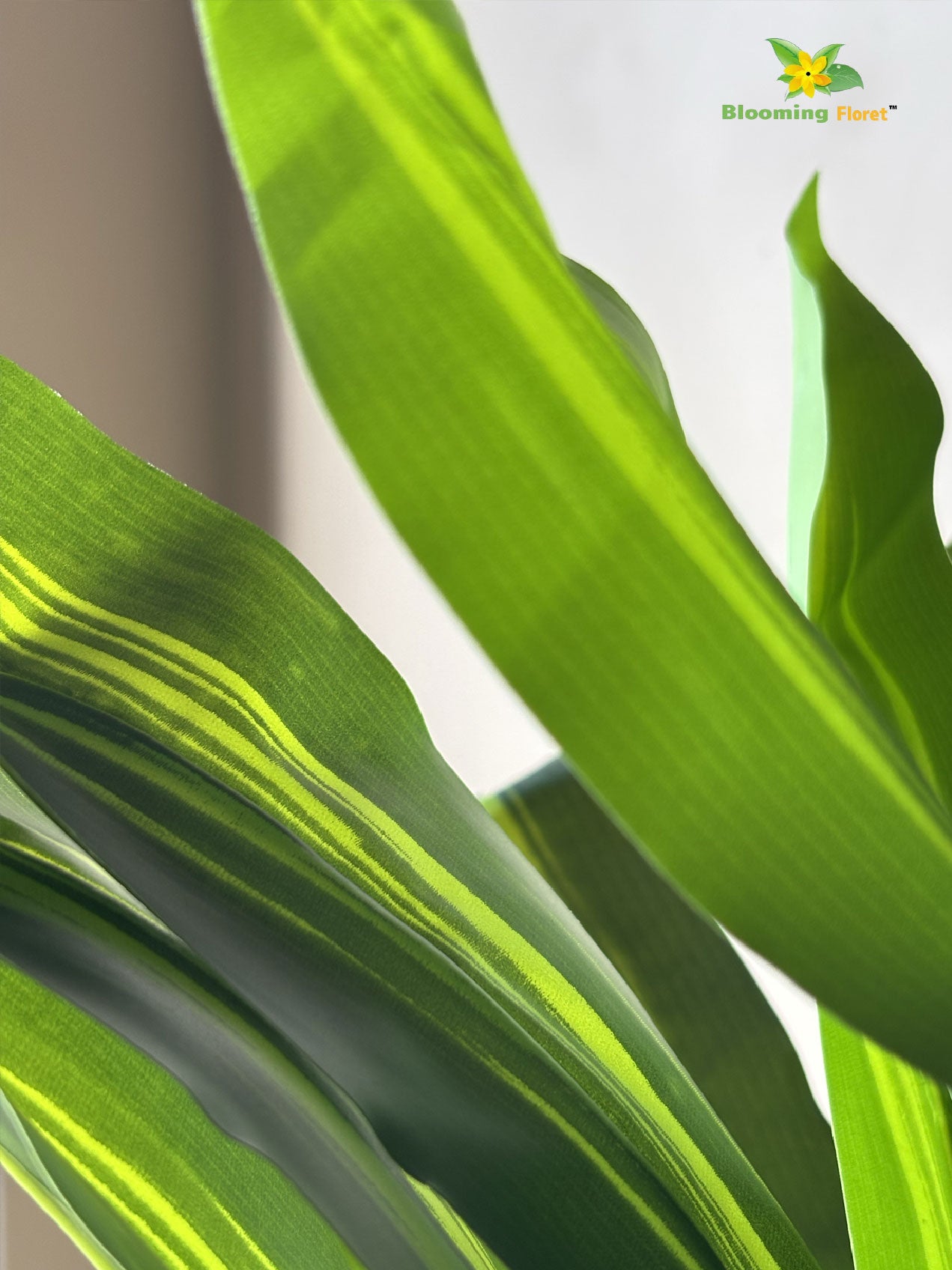 Premium Artificial Dracaena Plant | 140 cm | Green Stem Design | With Basic Pot