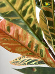 Premium Artificial Croton Plant | 160 cm | Orange-Green Mix Leaves | With Basic Pot