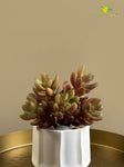 Artificial Bushy Succulent | 13 cm | Red and Green Mix
