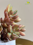 Artificial Bushy Succulent | 13 cm | Red and Green Mix