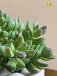 Artificial Bushy Succulent – Green