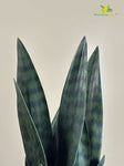 Artificial Snake Plant | 37 cm |Green | With Basic Pot