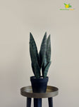 Artificial Snake Plant | 37 cm |Green | With Basic Pot