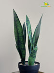 Artificial Snake Plant |36 cm| Dark Green | With Basic Pot