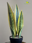 Artificial Snake Plant with Pot – Yellow and Green Mix