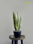 Artificial Snake Plant with Pot – Yellow and Green Mix