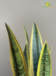 Artificial Snake Plant with Pot – Yellow and Green Mix