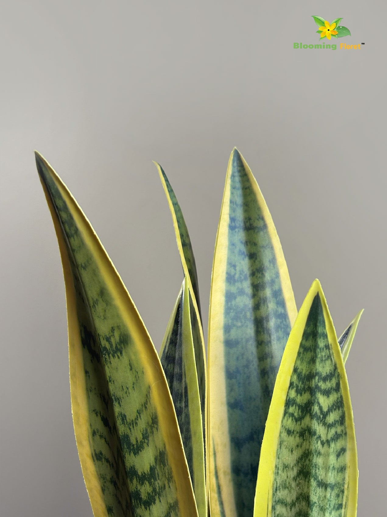 Artificial Snake Plant with Pot – Yellow and Green Mix