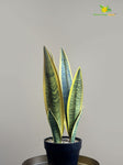 Artificial Snake Plant with Pot – Yellow and Green Mix