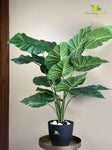 Artificial Dieffenbachia Plant |Green | With Basic Pot