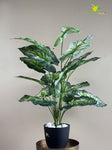 Artificial Dieffenbachia Plant | Green–White Mix | With Basic Pot