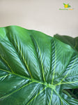 Artificial Dieffenbachia Plant |Green | With Basic Pot