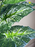 Artificial Dieffenbachia Plant | Green–White Mix | With Basic Pot