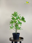 Artificial Schefflera Plant – Light Green