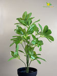 Artificial Schefflera Plant – Light Green