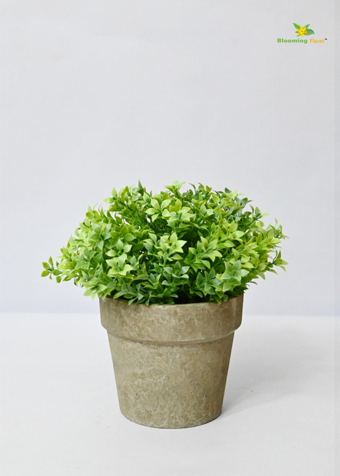 Evergreen Mini Potted Succulent