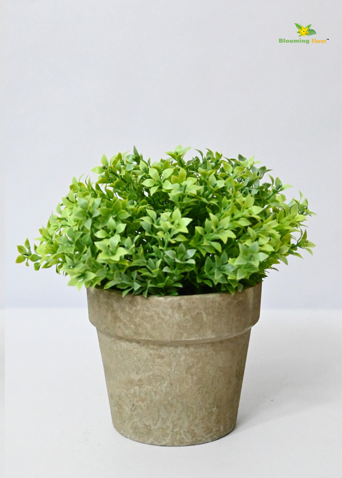 Evergreen Mini Potted Succulent