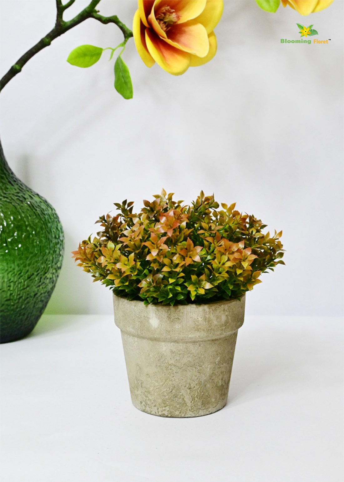 Evergreen Mini Potted Succulent