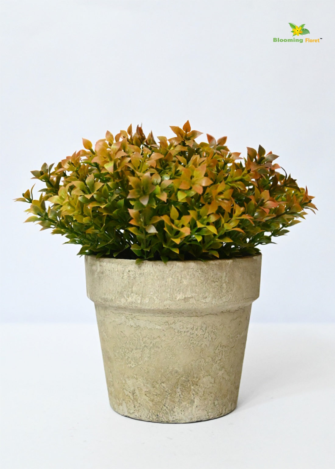 Evergreen Mini Potted Succulent