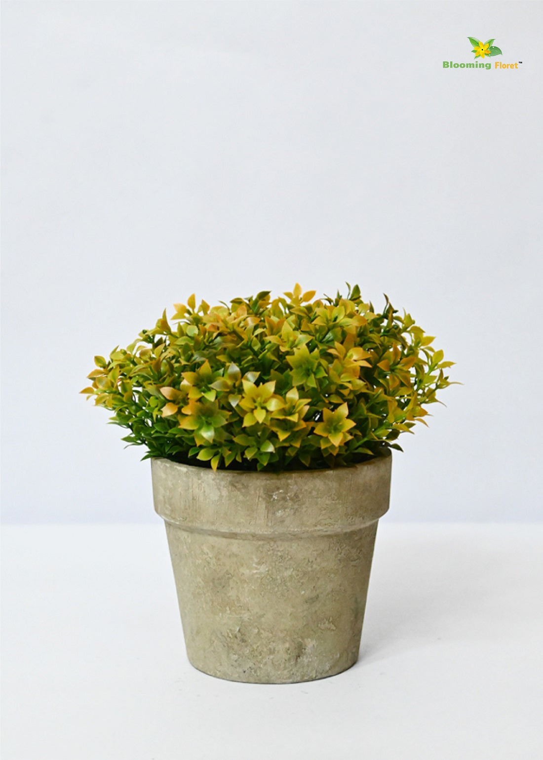 Evergreen Mini Potted Succulent