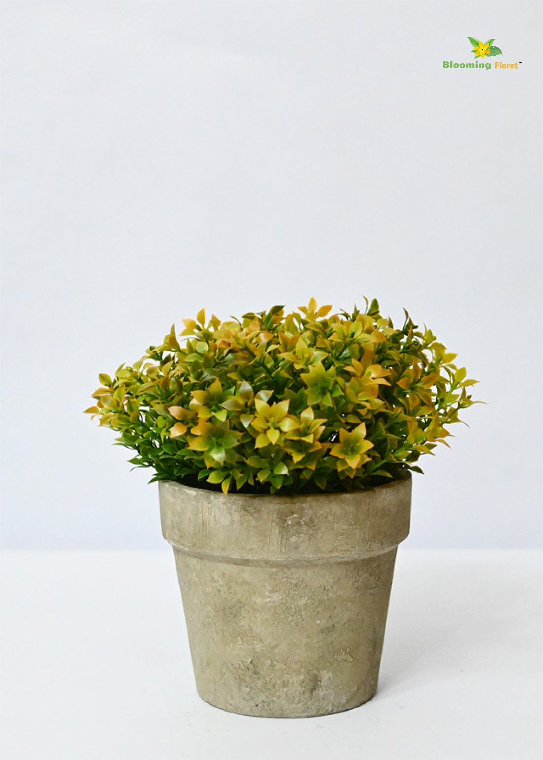 Evergreen Mini Potted Succulent