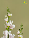 Artificial Orchid Flower Stick - Light Pink