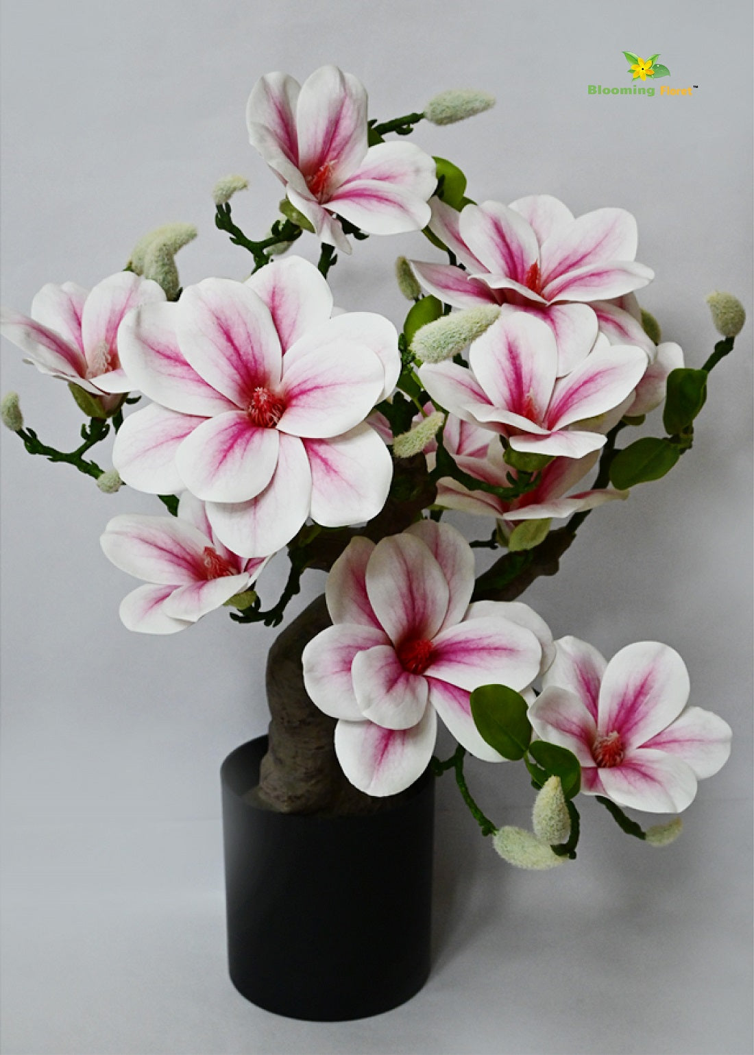 Spring Blossom Mini Magnolia Flower Tree – Blooming Floret