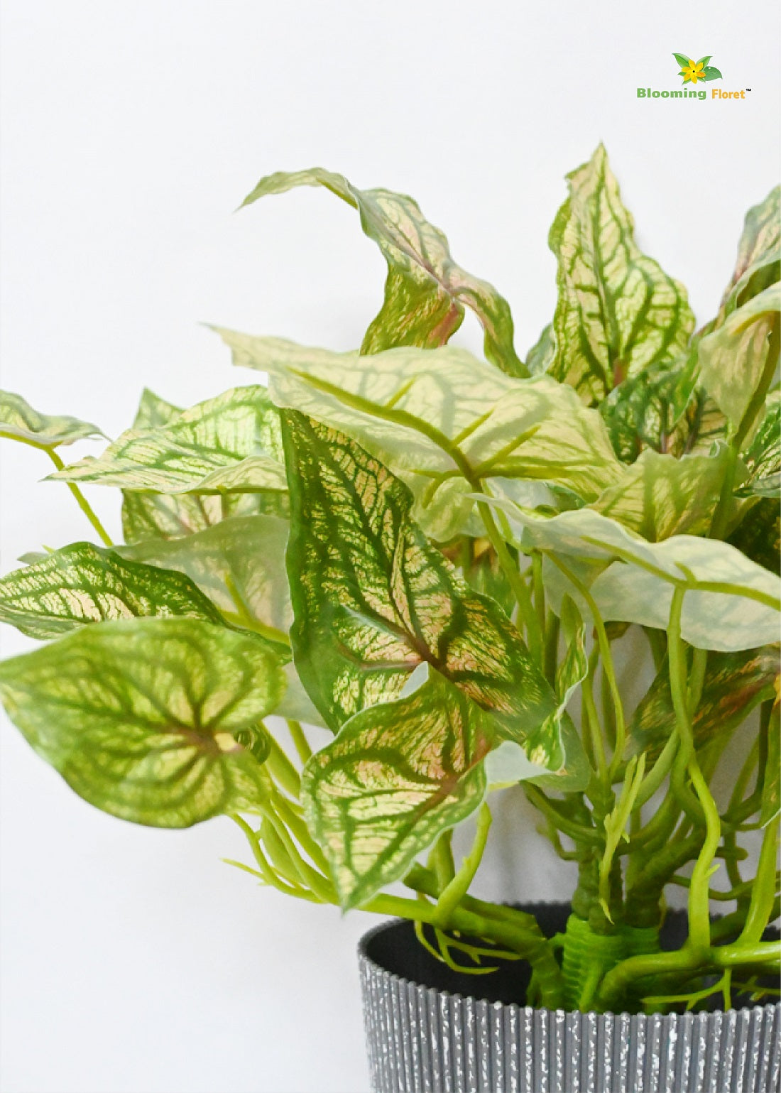 Boho Bliss Caladium Plant