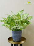 Boho Bliss Caladium Plant - Off White Green Leaves (Patterned)