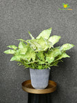 Boho Bliss Caladium Plant - Off White Green Leaves (Patterned)