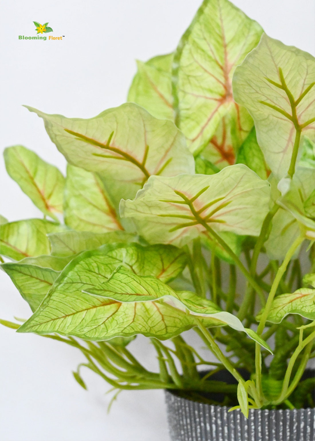 Boho Bliss Caladium Plant