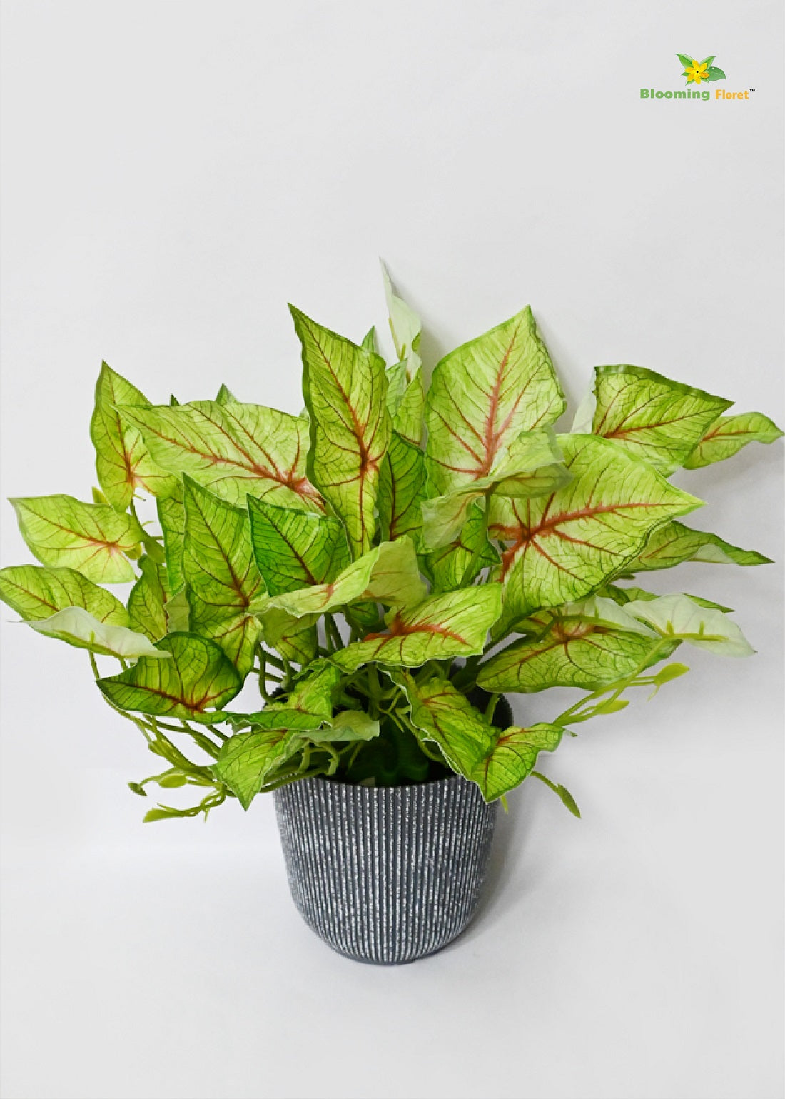 Boho Bliss Caladium Plant