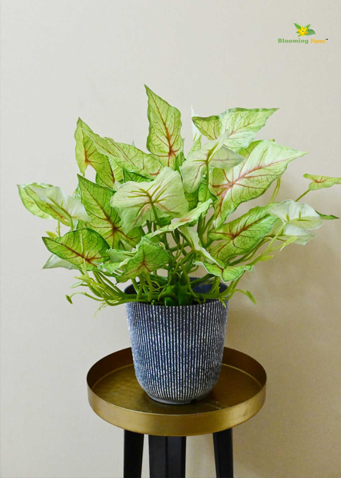 Boho Bliss Caladium Plant