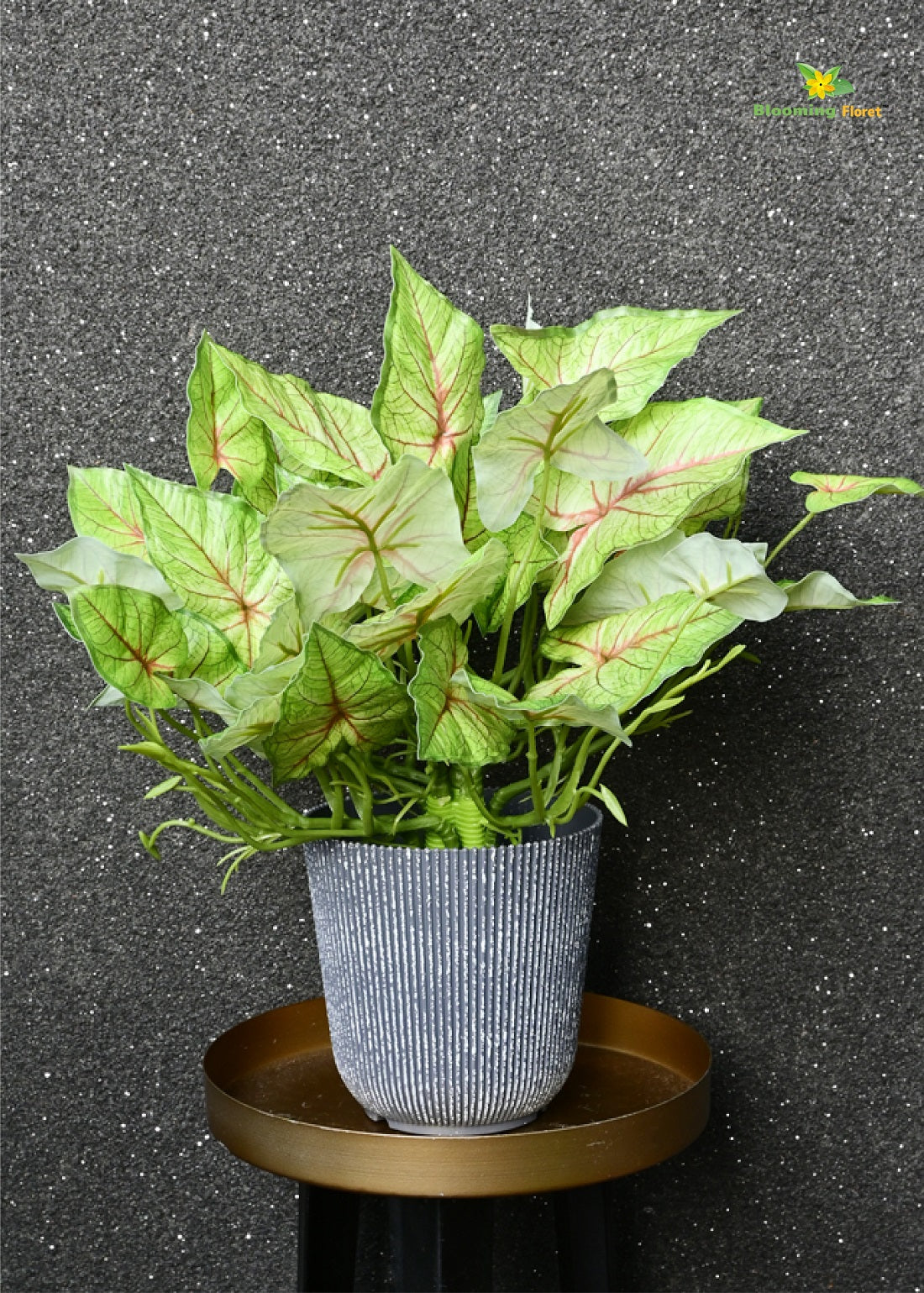 Boho Bliss Caladium Plant