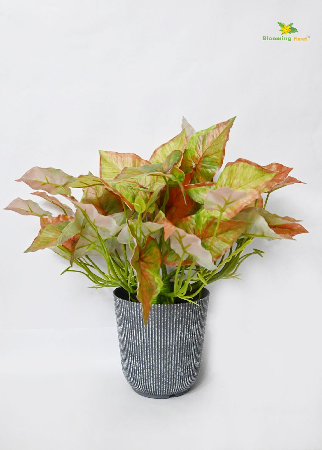 Boho Bliss Caladium Plant