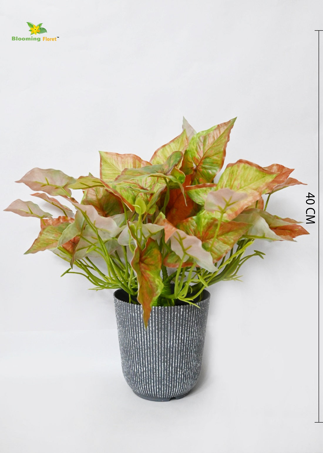 Boho Bliss Caladium Plant