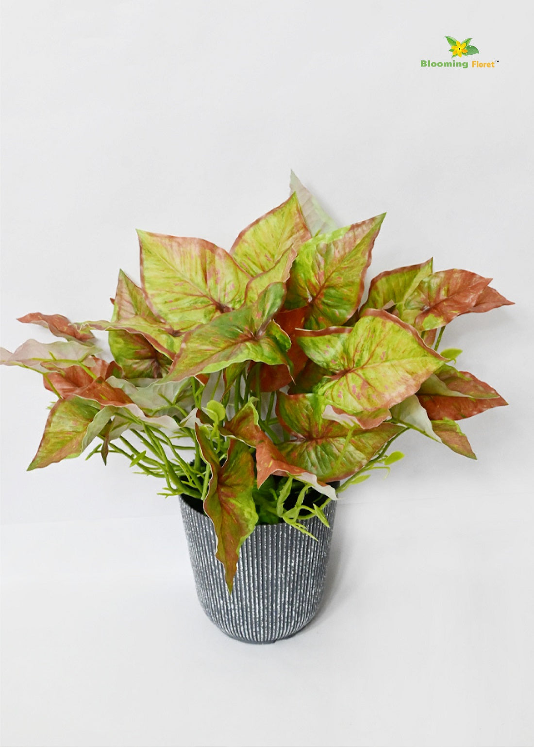 Boho Bliss Caladium Plant