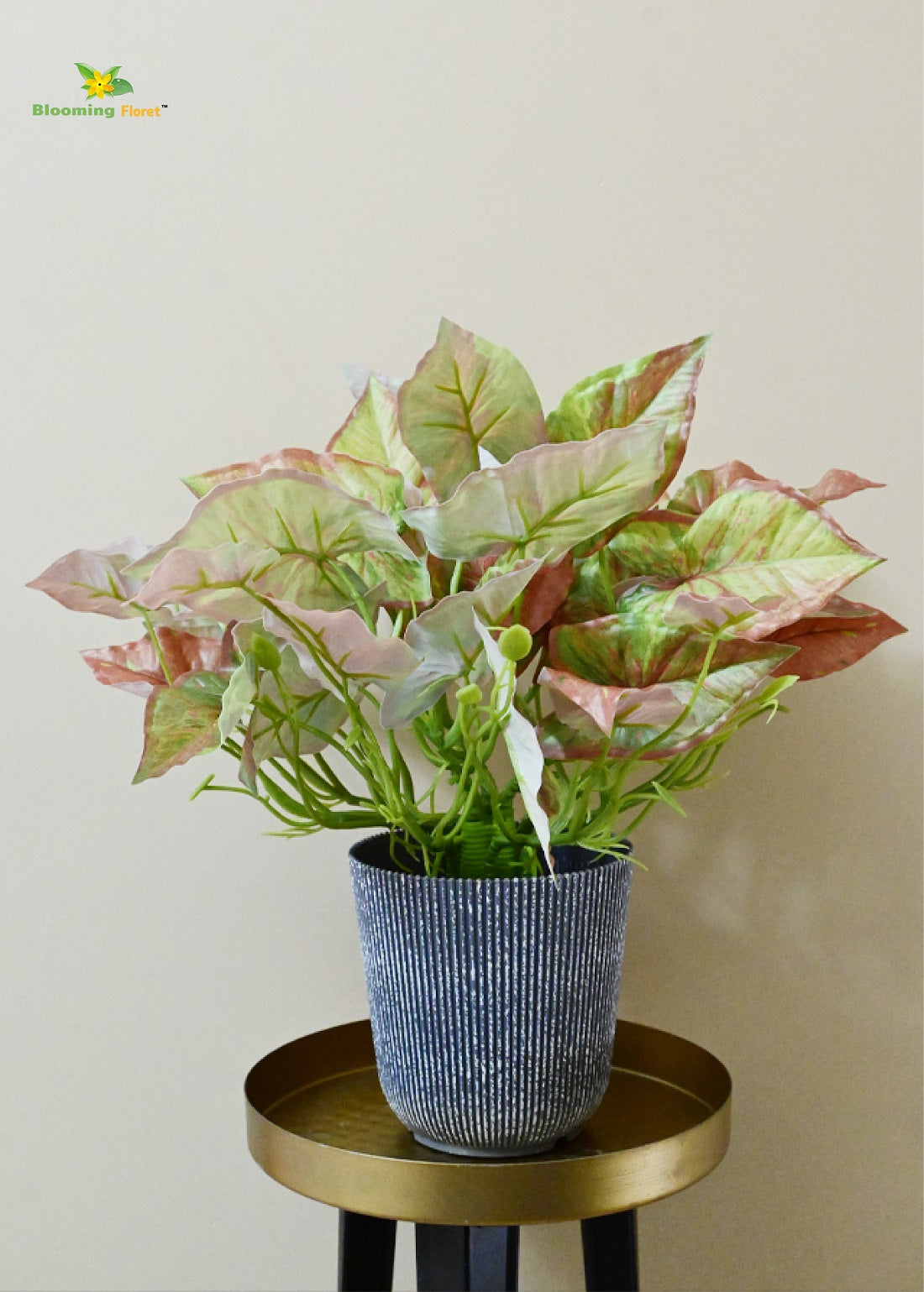 Boho Bliss Caladium Plant