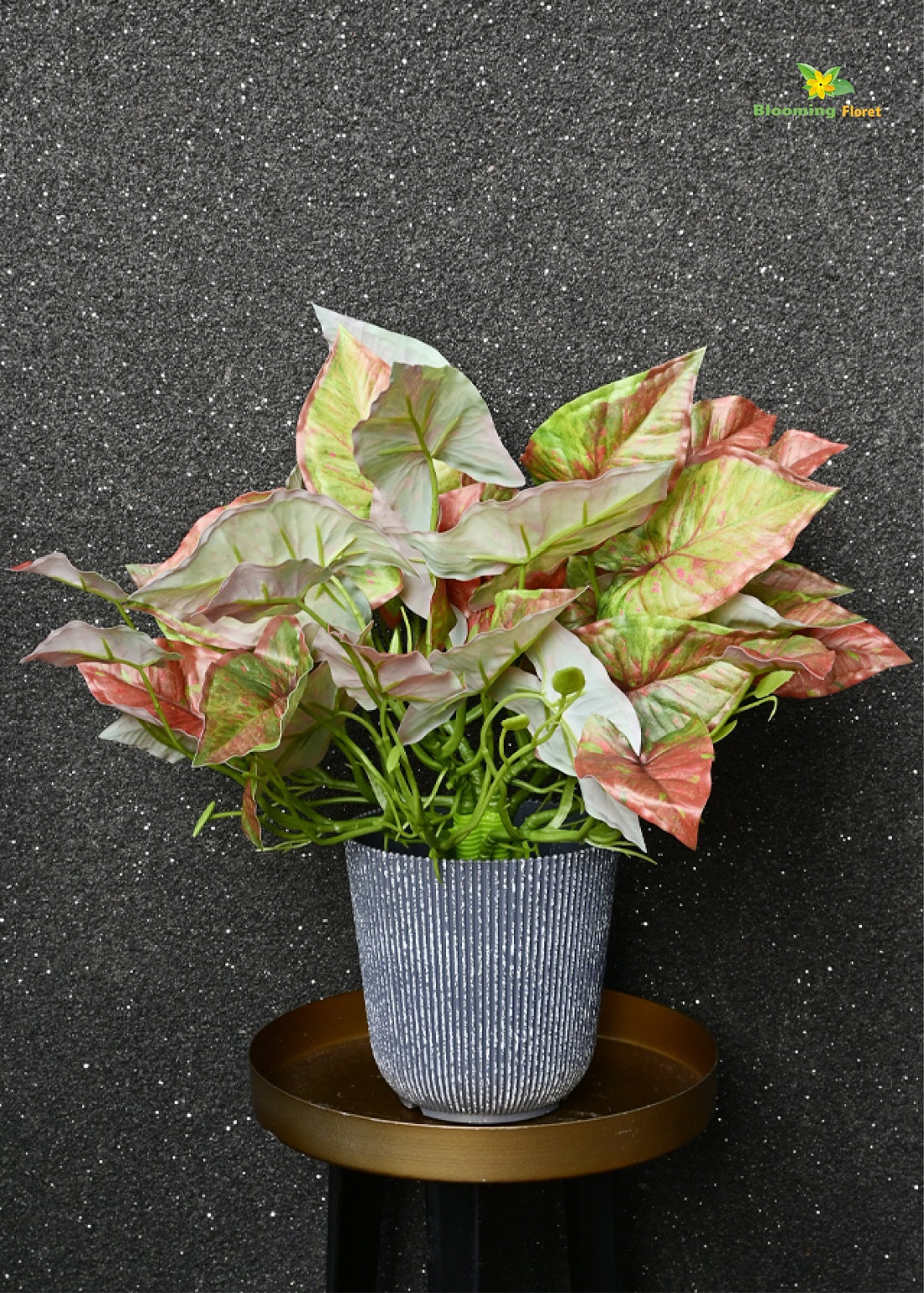 Boho Bliss Caladium Plant