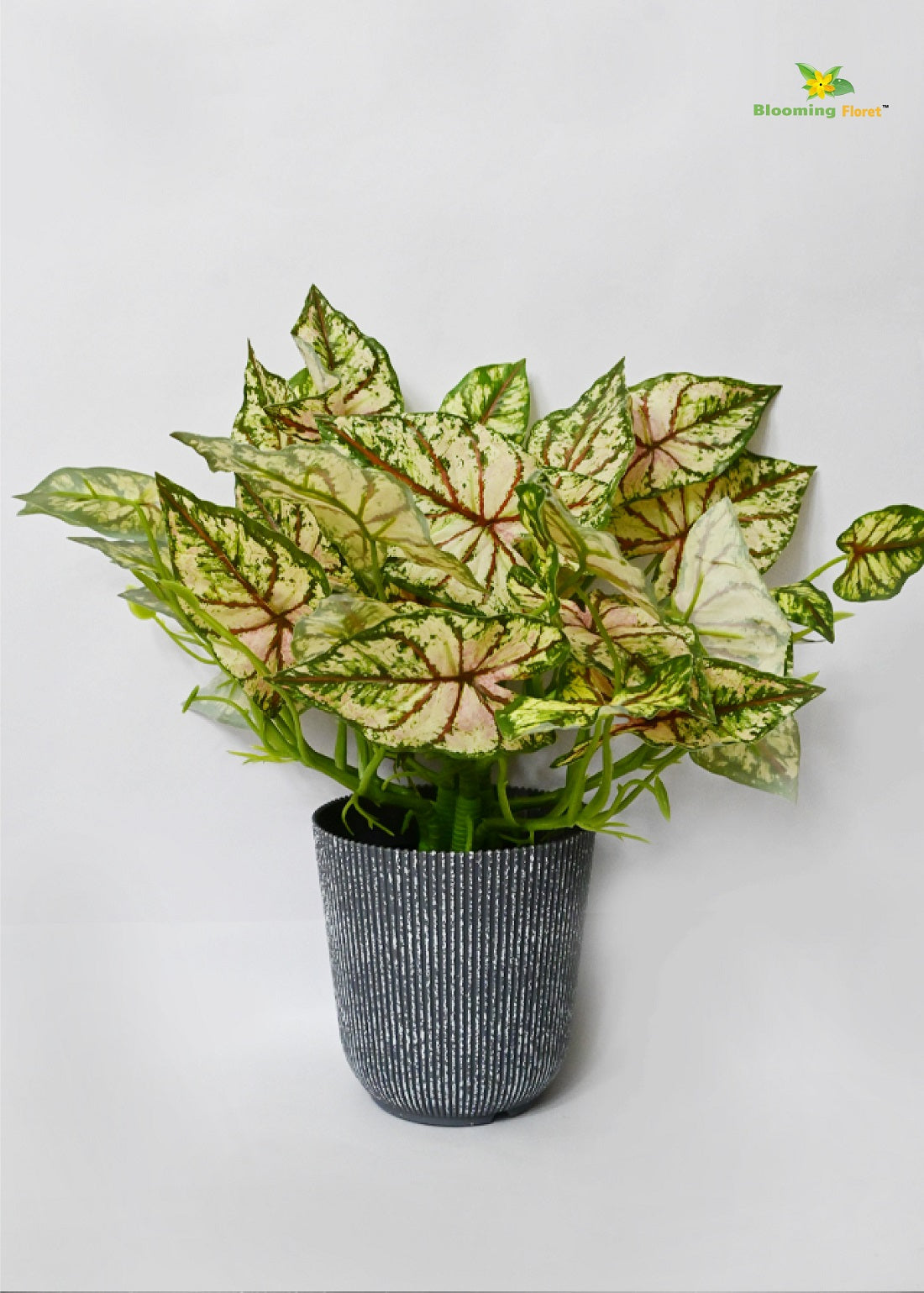 Boho Bliss Caladium Plant